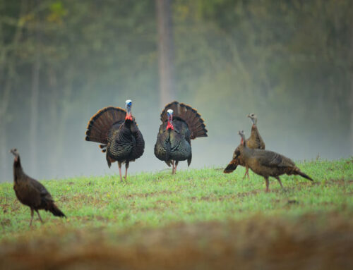 Ways to Improve Eastern Wild Turkey Habitat