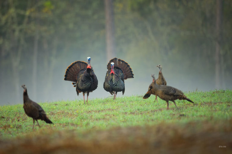 6 Benefits of Forest Management | Albert Land Management