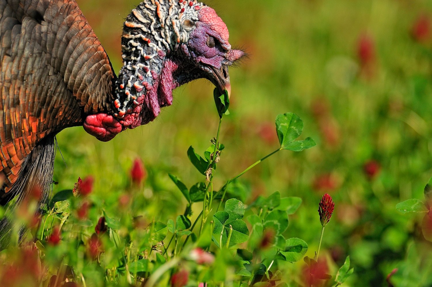 7 Ways to Improve Eastern Wild Turkey Habitat