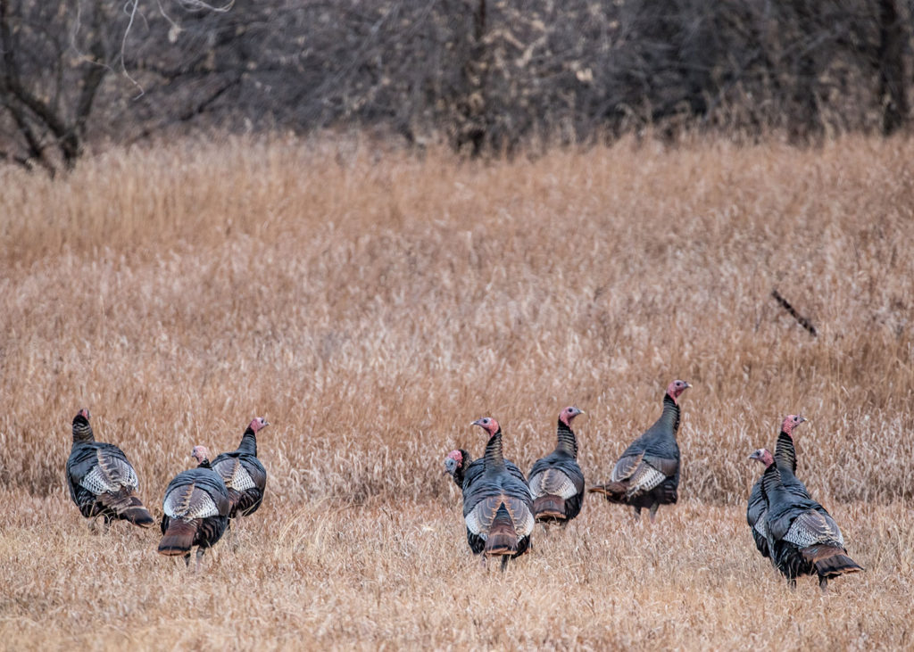 eastern wild turkey habitat management