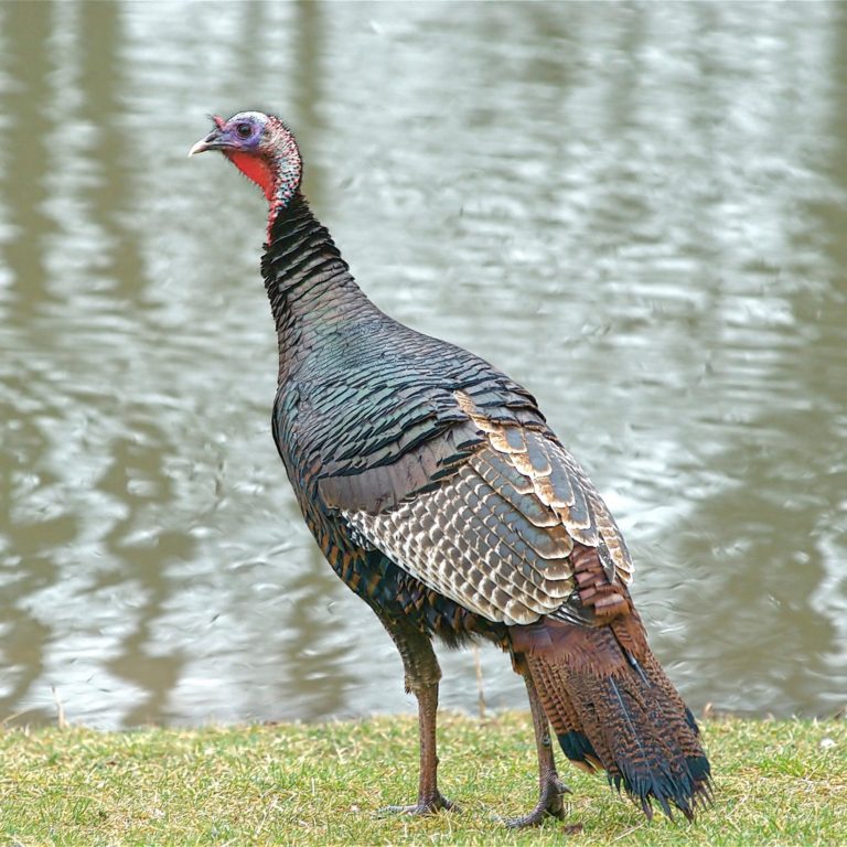 7 Ways To Improve Wild Turkey Habitat | Albert Land Management