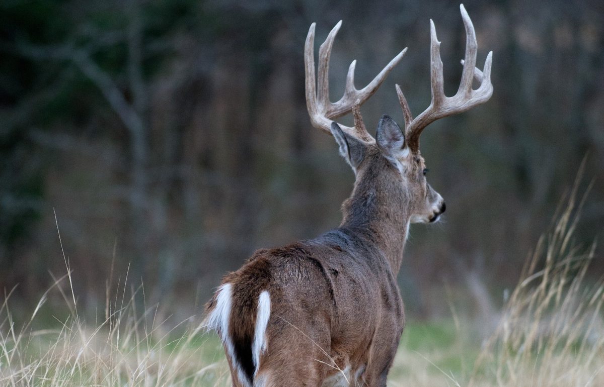 6-ways-to-improve-deer-habitat-albert-land-management