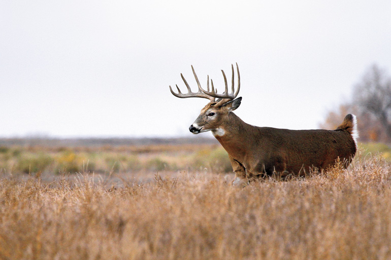 A white-tailed deer traveling through a wildlife habitat management property.