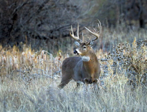 White-tailed Deer Habitat Management Strategies