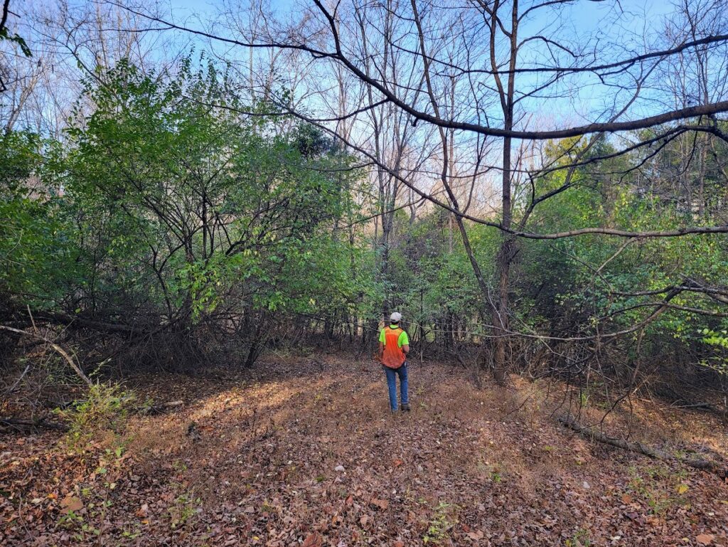 Standing in a forest with dense invasive plant species.