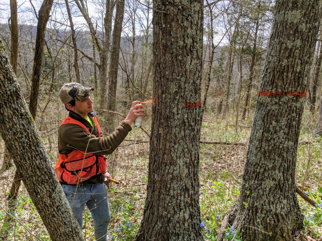 A forester selectively marking timber for harvest.