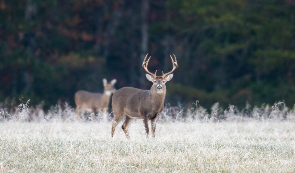 Contact us about our forestry services and your wildlife habitat and land management goals.