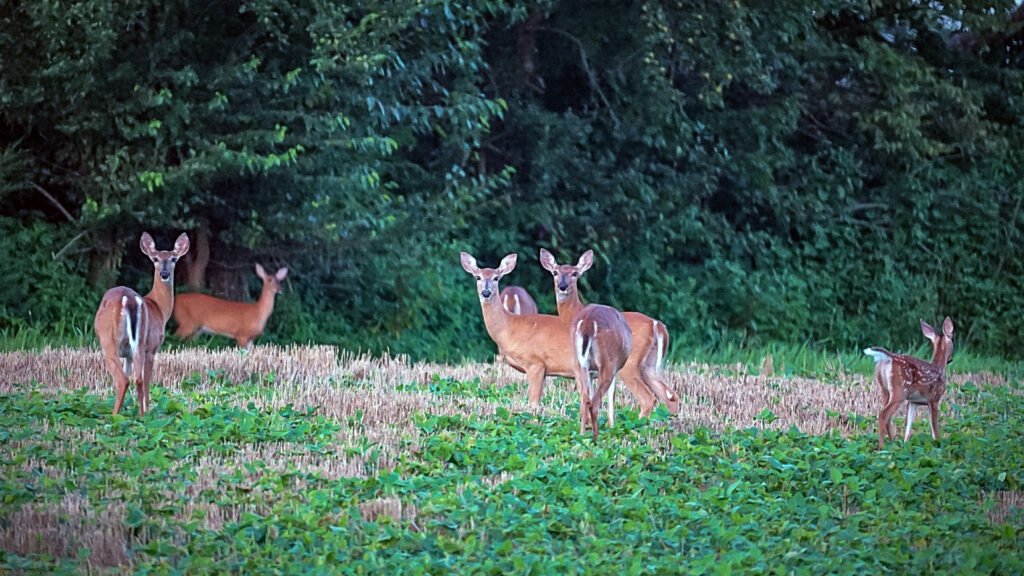 white-tailed deer habitat management videos