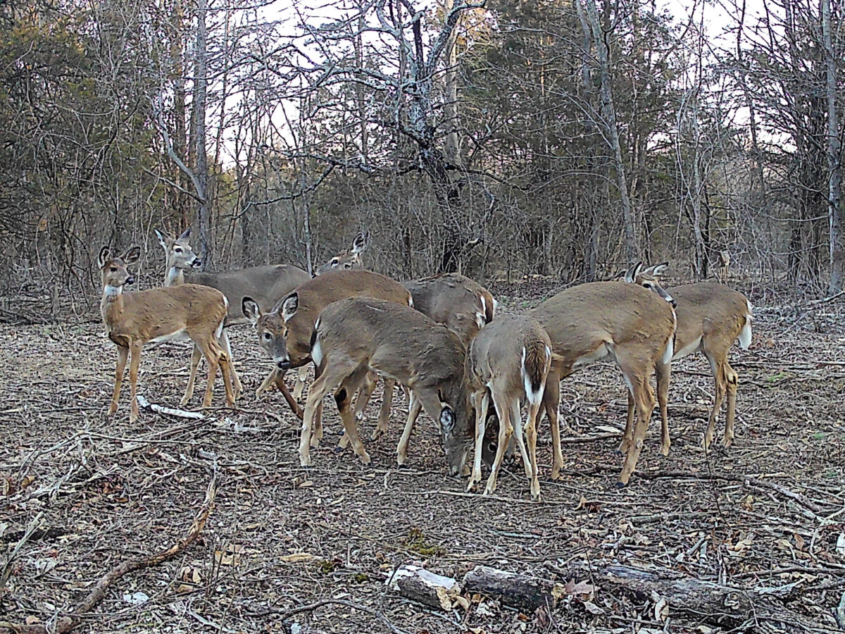 White-tailed Deer Camera Surveys | Albert Land Management