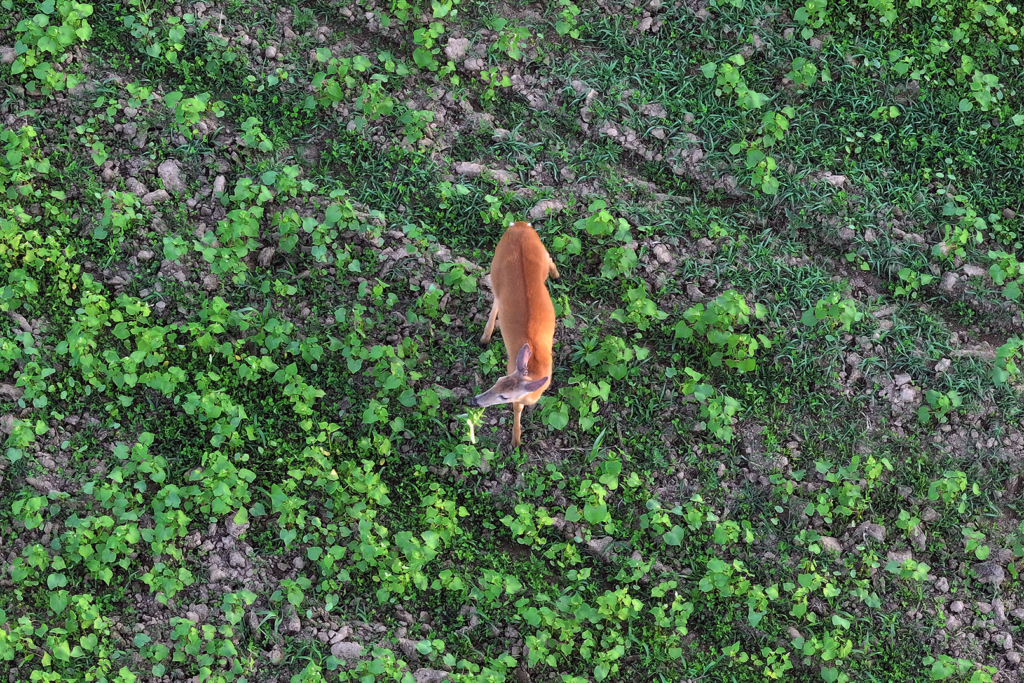 a white-tailed deer doe in a new clover food plot