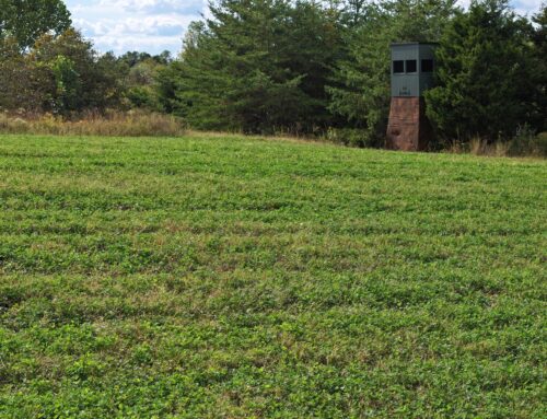 Clover Food Plot Establishment & Maintenance