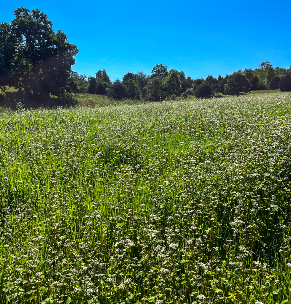 a wildlife food plot with flowering buckwheat