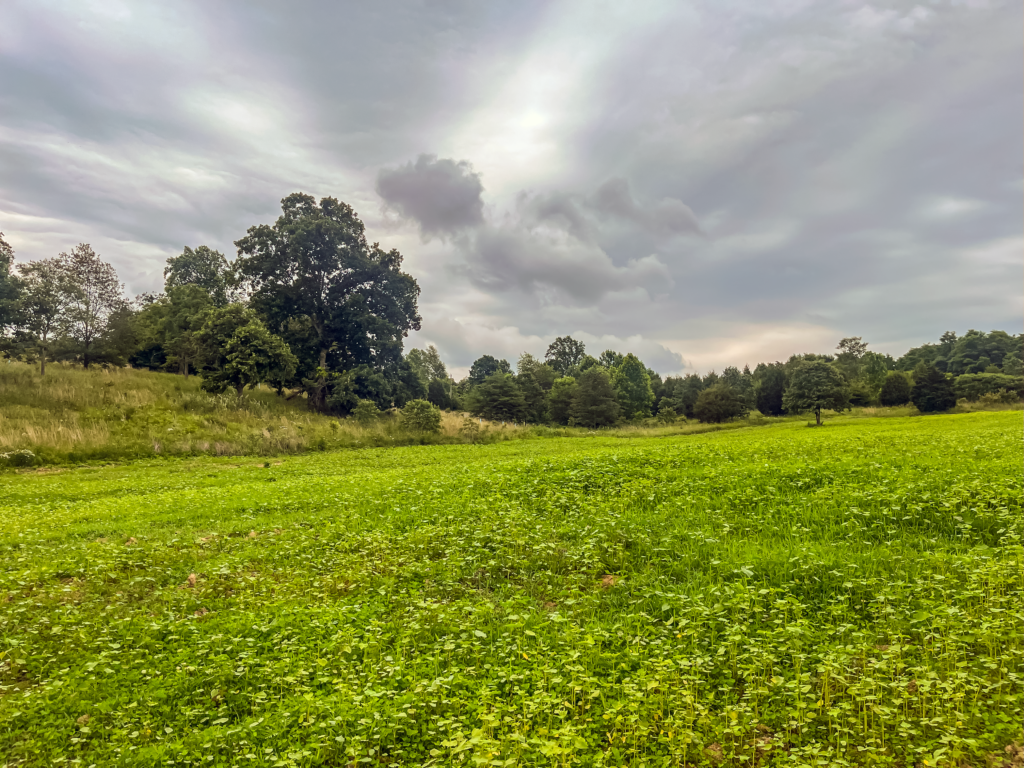 progress photo of a clover wildlife habitat food plot