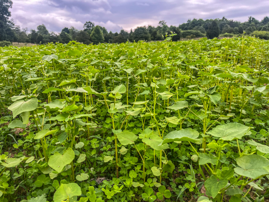 close up photo of a clover and buckwheat food plot