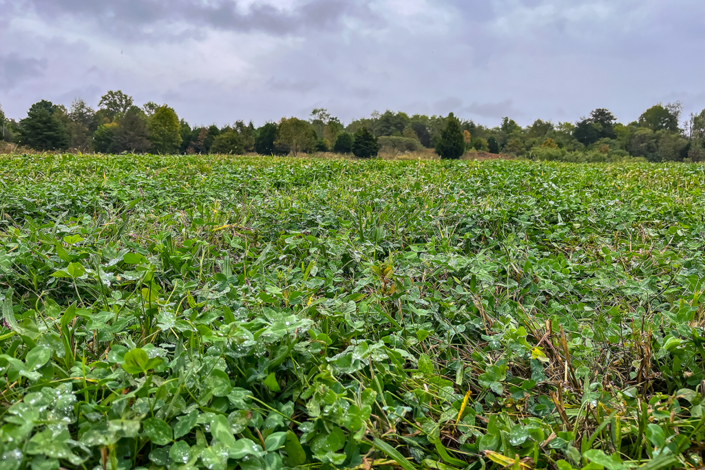 a recently mowed clover food plot