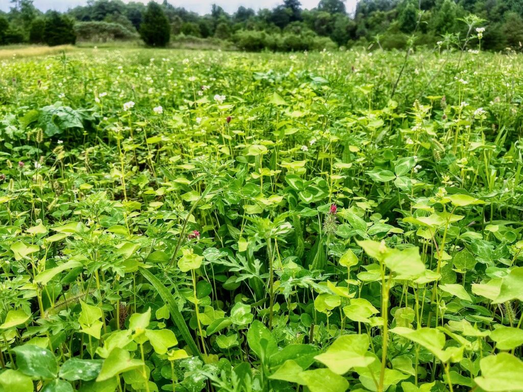 a clover food plot