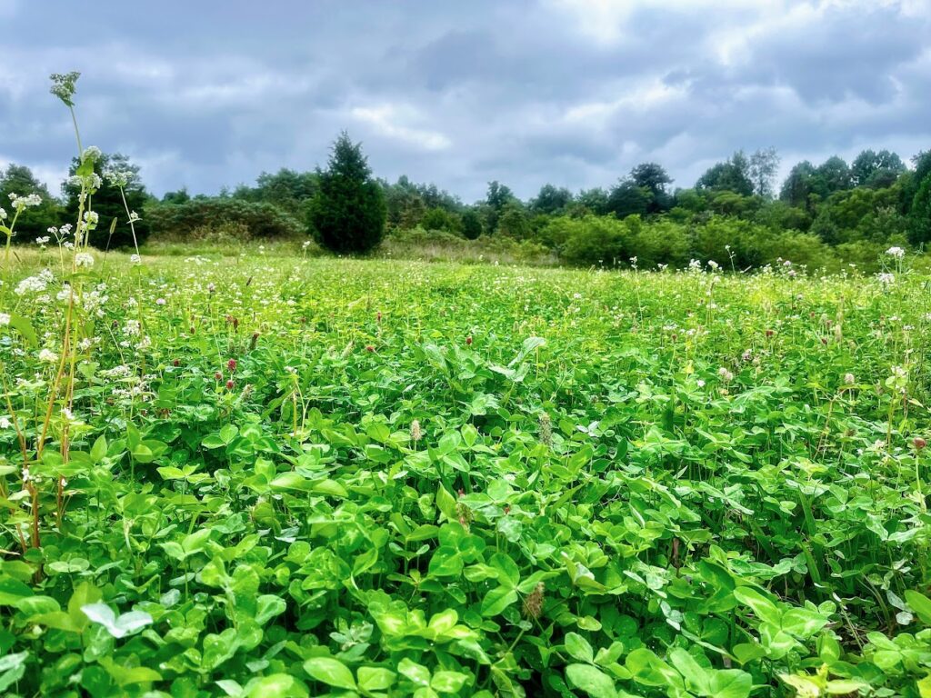 a close-up photo of a clover food plot