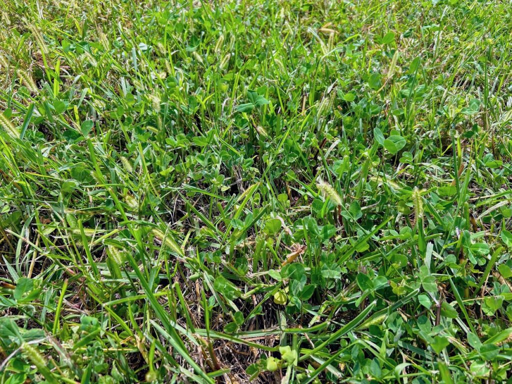 a close-up photo of a clover wildlife habitat food plot