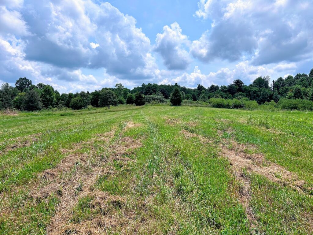 a mowed clover and buckwheat wildlife habitat food plot