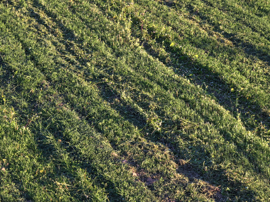 a mowed clover wildlife food plot 