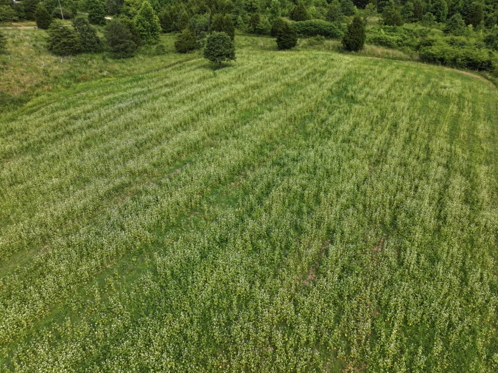 aerial photo of a buckwheat and clover food plot