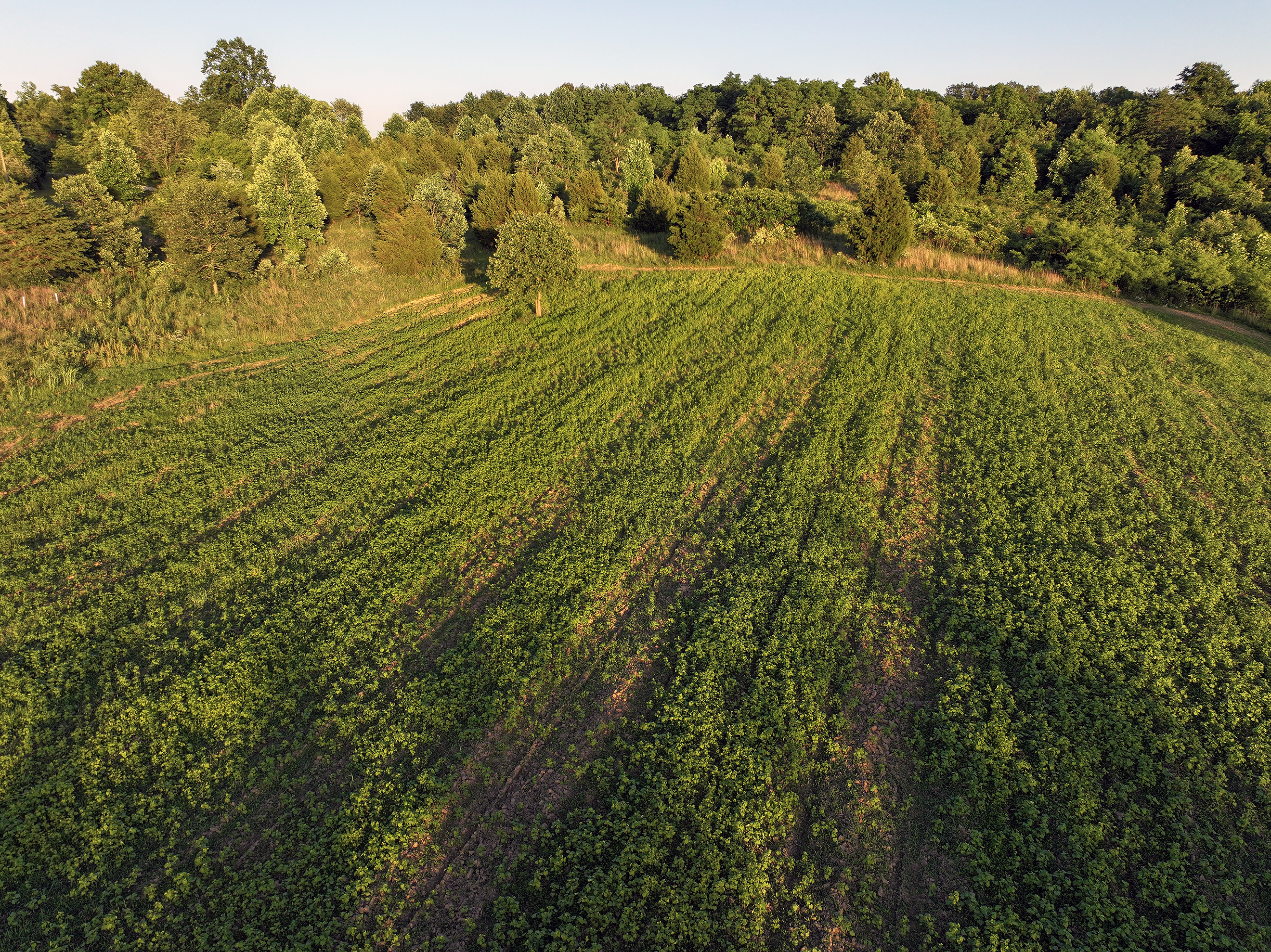 progress photo of a clover wildlife habitat food plot