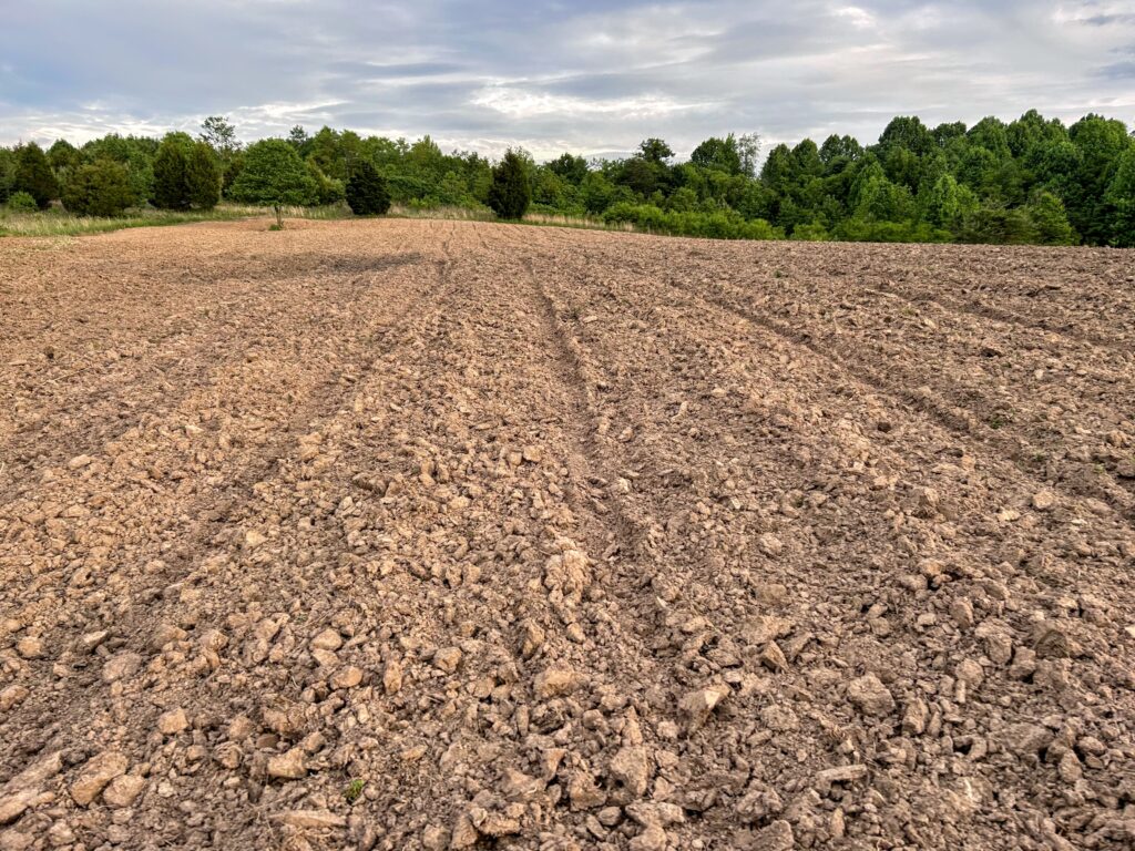 a planted wildlife food plot