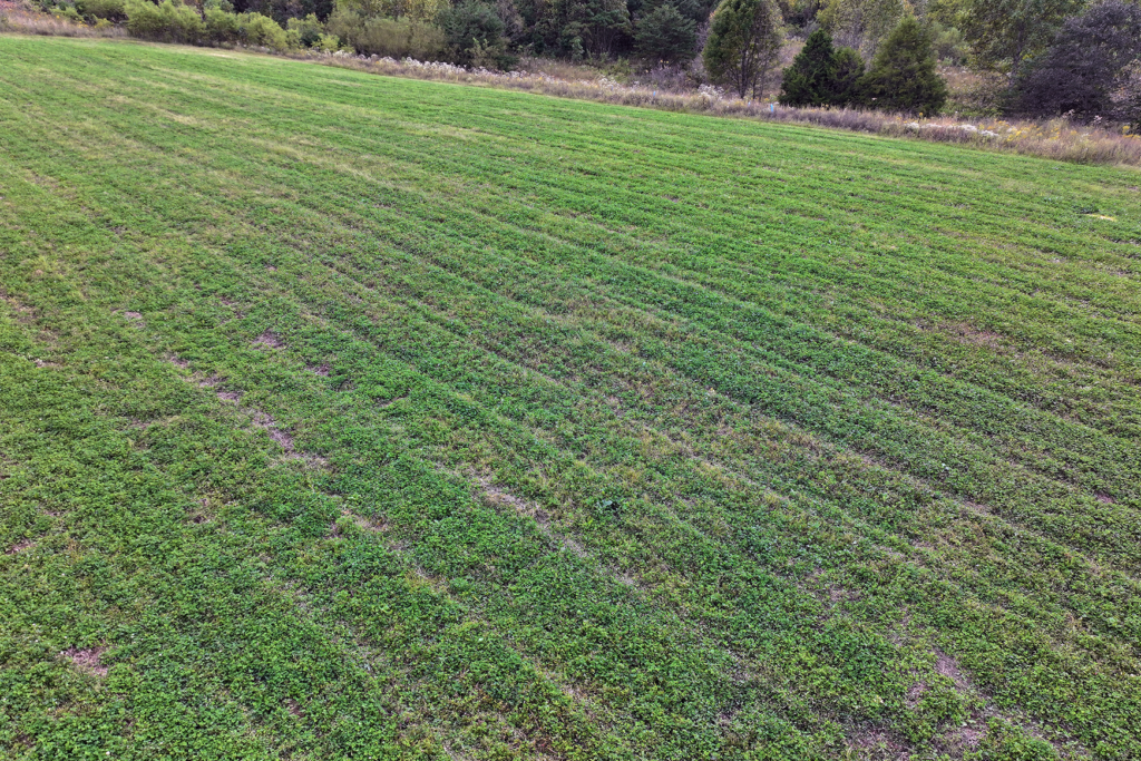 a progress photo in drought of a clover food plot