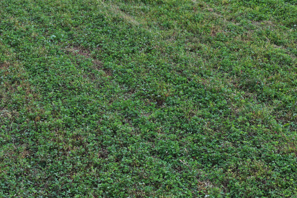 progress photo of a clover wildlife food plot